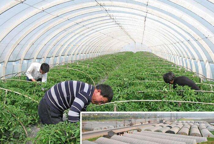 大棚無紡布